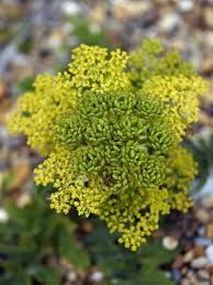 Image result for Pastinaca sativa