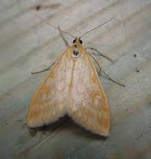 Attēlu rezultāti vaicājumam “Sitochroa verticalis”