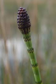 Attēlu rezultāti vaicājumam “Equisetum fluviatile”