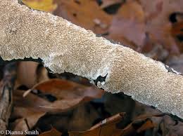 Attēlu rezultāti vaicājumam “Irpex lacteus”