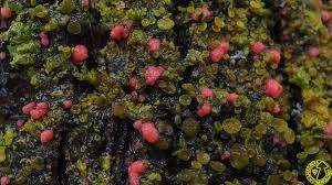 Attēlu rezultāti vaicājumam “Illosporiopsis christiansenii”