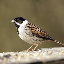 Attēlu rezultāti vaicājumam “Emberiza schoeniclus”