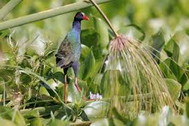 Image result for Porphyrio alleni