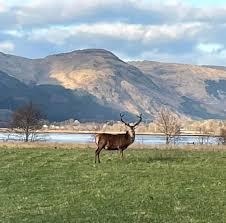 Image result for Shetland Clay Target Club