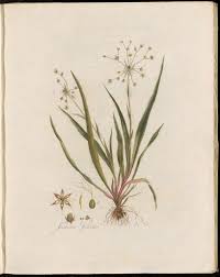 Attēlu rezultāti vaicājumam “Luzula pilosa flower”