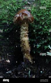 Attēlu rezultāti vaicājumam “Stropharia albocrenulata”