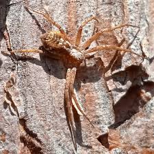 Attēlu rezultāti vaicājumam “Philodromus sp.”