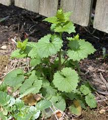 Attēlu rezultāti vaicājumam “Alliaria petiolata”