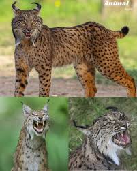 Afbeeldingsresultaat voor lynx