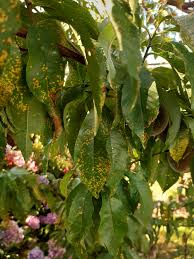 Attēlu rezultāti vaicājumam “Tranzschelia pruni-spinosae spores”