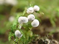 Attēlu rezultāti vaicājumam “Diderma globosum spores”