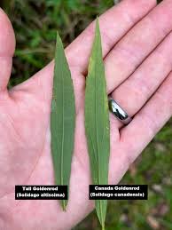 Attēlu rezultāti vaicājumam “Solidago canadensis leaf”