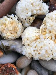 Image result for Winfrith Sac