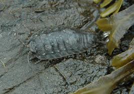 Attēlu rezultāti vaicājumam “Licea pygmaea macro”