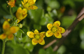 Attēlu rezultāti vaicājumam “Saxifraga cymbalaria flower”