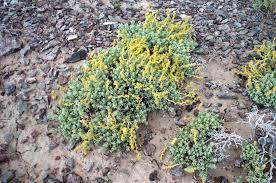 Attēlu rezultāti vaicājumam “Atriplex calotheca”