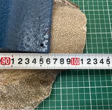 Image result for Megatrygon microps