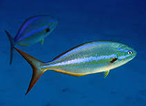 Image result for Kyphosus