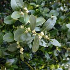 Attēlu rezultāti vaicājumam “Buxus sempervirens flower”