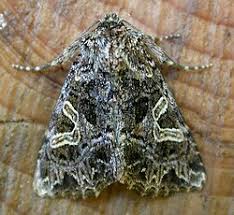 Attēlu rezultāti vaicājumam “Hadena rivularis”