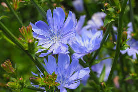 Attēlu rezultāti vaicājumam “Cichorium intybus flower”