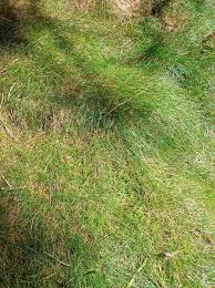 Attēlu rezultāti vaicājumam “Deschampsia flexuosa bud”