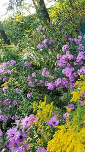 Attēlu rezultāti vaicājumam “Symphyotrichum novae-angliae flower”