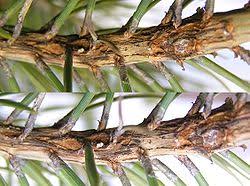 Attēlu rezultāti vaicājumam “Melampsora populnea”