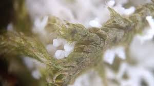 Attēlu rezultāti vaicājumam “Fuligo septica var. septica plasmodium”