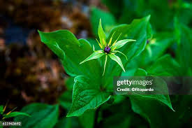 Attēlu rezultāti vaicājumam “Paris quadrifolia flower”