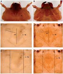 Attēlu rezultāti vaicājumam “Cucujus cinnaberinus larva”