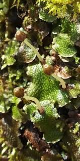 Attēlu rezultāti vaicājumam “Conocephalum salebrosum”