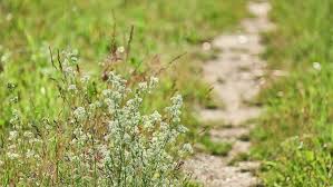 Attēlu rezultāti vaicājumam “Galium album fruit”