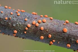 Attēlu rezultāti vaicājumam “Nectria cinnabarina”