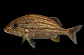 Image result for Haemulon carbonarium