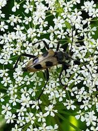 Attēlu rezultāti vaicājumam “Pachyta quadrimaculata”