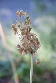 Attēlu rezultāti vaicājumam “Hosta sp. flower”
