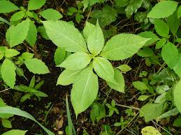 Attēlu rezultāti vaicājumam “Impatiens glandulifera leaf”