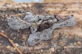 Attēlu rezultāti vaicājumam “Collaria arcyrionema stalked”