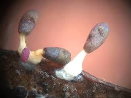 Attēlu rezultāti vaicājumam “Diachea leucopodia stalked”