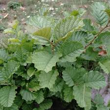 Attēlu rezultāti vaicājumam “Alnus glutinosa leaf”