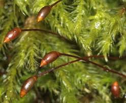 Attēlu rezultāti vaicājumam “Sciuro-hypnum”