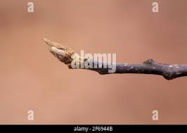 Attēlu rezultāti vaicājumam “Frangula alnus bud”