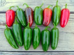 Afbeeldingsresultaat voor biker billy jalapeno hot pepper