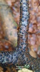 Attēlu rezultāti vaicājumam “Diatrype disciformis”