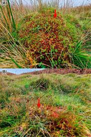 Attēlu rezultāti vaicājumam “Sphagnum capillifolium”