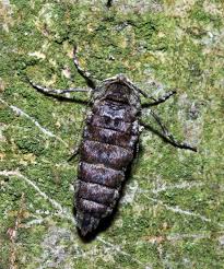 Attēlu rezultāti vaicājumam “Phigalia pilosaria”