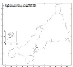 Attēlu rezultāti vaicājumam “Blepharostoma trichophyllum sporophyte”