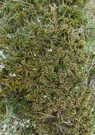Attēlu rezultāti vaicājumam “Sphagnum”