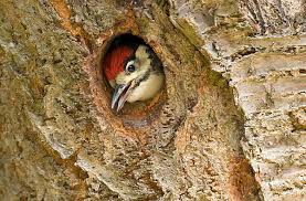 Attēlu rezultāti vaicājumam “Picus viridis nest”